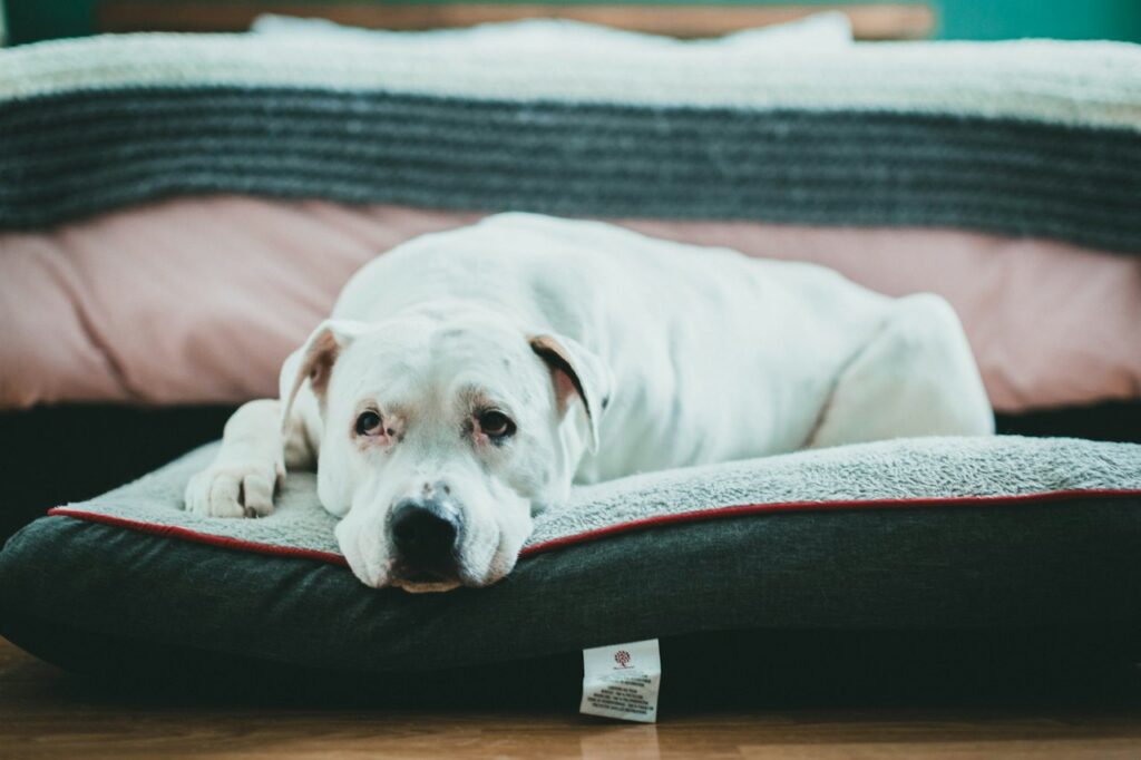 Heavy Duty Orthopedic Pet Bed